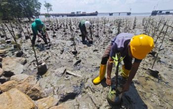 Jaga Kelestestarian Pantai Dan Ekosistem Laut, PT Pacific Indopalm Industries Kembali Tanam 1,000 Pohon Mangrove