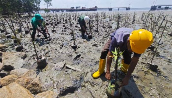 Jaga Kelestestarian Pantai Dan Ekosistem Laut, PT Pacific Indopalm Industries Kembali Tanam 1,000 Pohon Mangrove