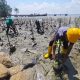 Jaga Kelestestarian Pantai Dan Ekosistem Laut, PT Pacific Indopalm Industries Kembali Tanam 1,000 Pohon Mangrove