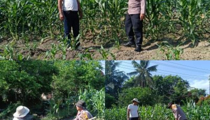 Melalui Bhabinkamtibmas Polsek Dumai Barat Dukung Program Ketahanan Pangan Nasional