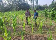 “BHABINKAMTIBMAS DESA KOTA BANGUN PERIKSA TANAMAN JAGUNG PIPIL – DUKUNG PROGRAM KETAHANAN PANGAN”