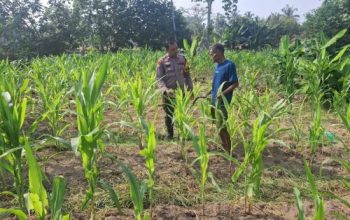 “BHABINKAMTIBMAS DESA KOTA BANGUN PERIKSA TANAMAN JAGUNG PIPIL – DUKUNG PROGRAM KETAHANAN PANGAN”