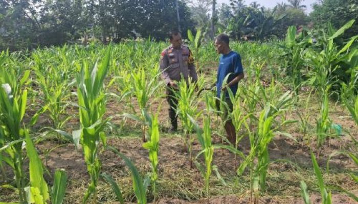 “BHABINKAMTIBMAS DESA KOTA BANGUN PERIKSA TANAMAN JAGUNG PIPIL – DUKUNG PROGRAM KETAHANAN PANGAN”