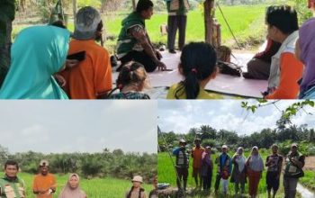 Rutinitas BPP Sekolah Lapangan Padi di Kelurahan Kampung Baru