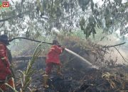 Jalur Kanal Terputus, Tim Manggala Agni Jalan Kaki 2 Km Padamkan Karhutla Pelalawan