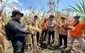 Polsek Sungai Sembilan Mendukung Program Nasional Ketahanan Pangan Kuartal II Tahun 2026, Panen Jagung Pipil