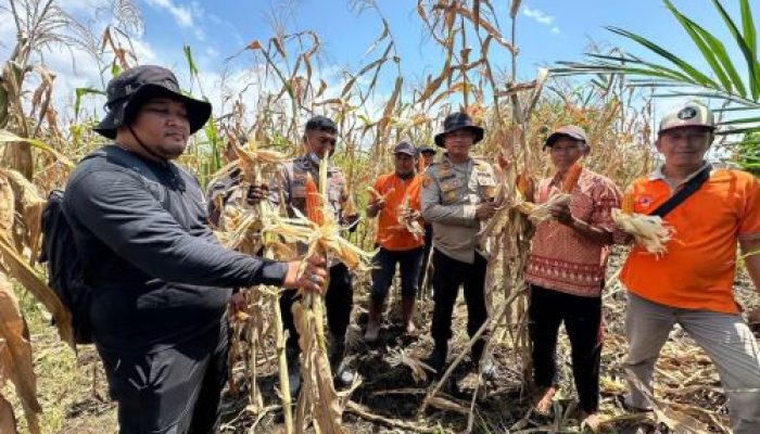Polsek Sungai Sembilan Mendukung Program Nasional Ketahanan Pangan Kuartal II Tahun 2026, Panen Jagung Pipil