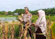 Semangat Dukung Swasembada Pangan, Kapolsek Kampar Turun Langsung Panen Jagung di Sendayan