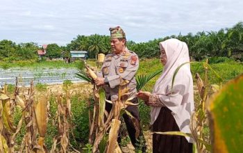 Semangat Dukung Swasembada Pangan, Kapolsek Kampar Turun Langsung Panen Jagung di Sendayan
