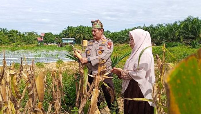 Semangat Dukung Swasembada Pangan, Kapolsek Kampar Turun Langsung Panen Jagung di Sendayan