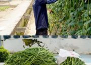 Perkuat Program Ketahanan Pangan, Rutan Dumai Kembali Panen Kacang Panjang