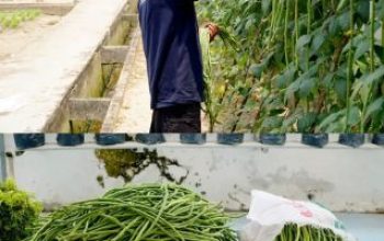 Perkuat Program Ketahanan Pangan, Rutan Dumai Kembali Panen Kacang Panjang