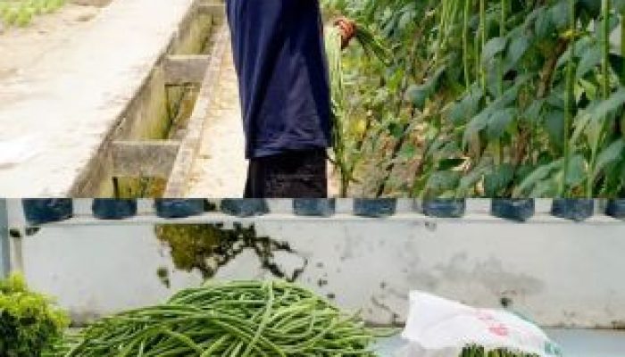Perkuat Program Ketahanan Pangan, Rutan Dumai Kembali Panen Kacang Panjang