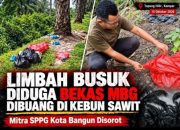 Limbah Busuk Diduga Bekas MBG Dibuang di Kebun Sawit, Mitra SPPG Kota Bangun Disorot